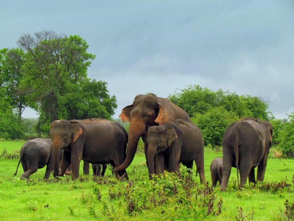 දීපව්‍යාප්ත වන අලි සමීක්ෂණය නිමාවෙයි