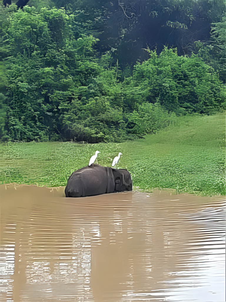 හක්කට වෙඩි වැදුණු ඇත් පැටවෙක්!